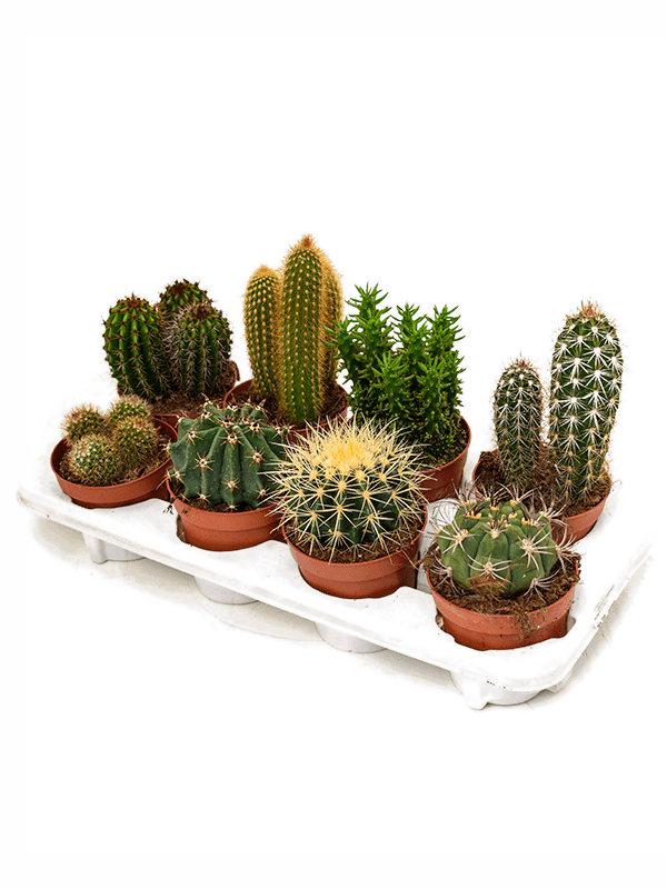 Cactus mix no 8 podiem