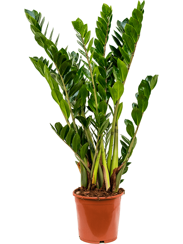 Zamioculcas zamiifolia H90