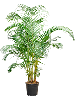 Dypsis (Areca) lutescens H130