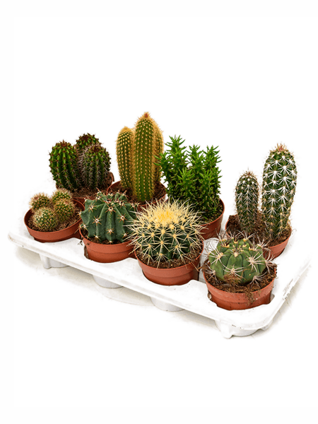 Cactus mix no 8 podiem