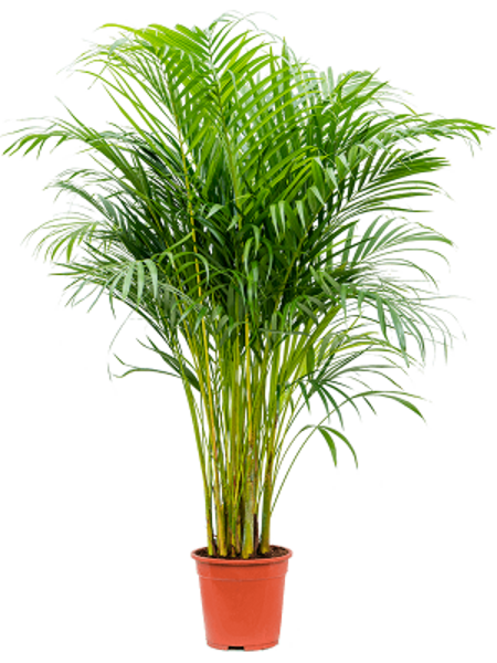 Dypsis (Areca) lutescens H110