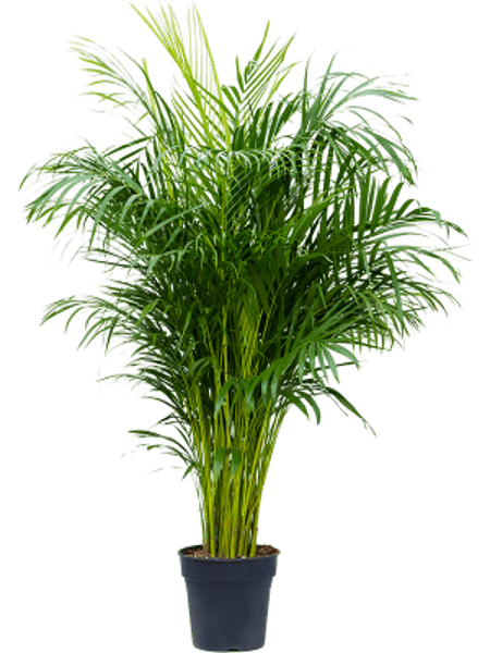 Dypsis (Areca) lutescens H130