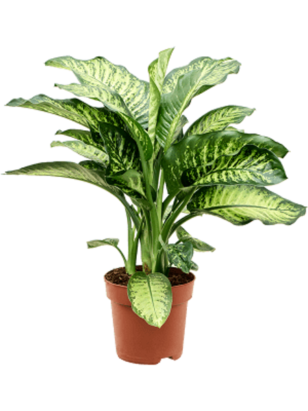 Dieffenbachia seguine 'Maroba'