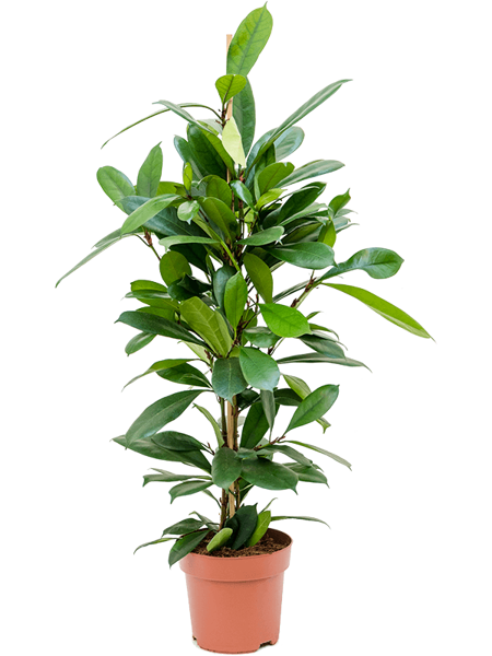 Ficus cyathistipula Tuft H105