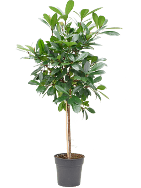 Ficus cyathistipula Stem H150
