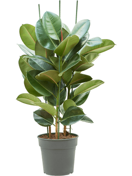 Ficus elastica 'Robusta' Tuft H115