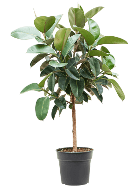 Ficus elastica 'Robusta' Stem H120