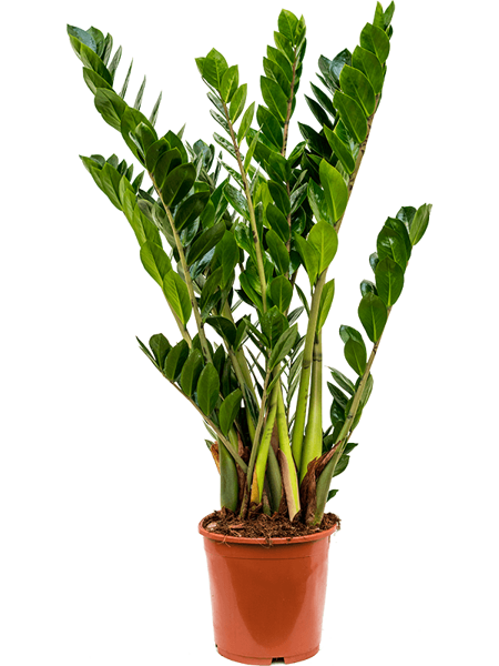 Zamioculcas zamiifolia H80