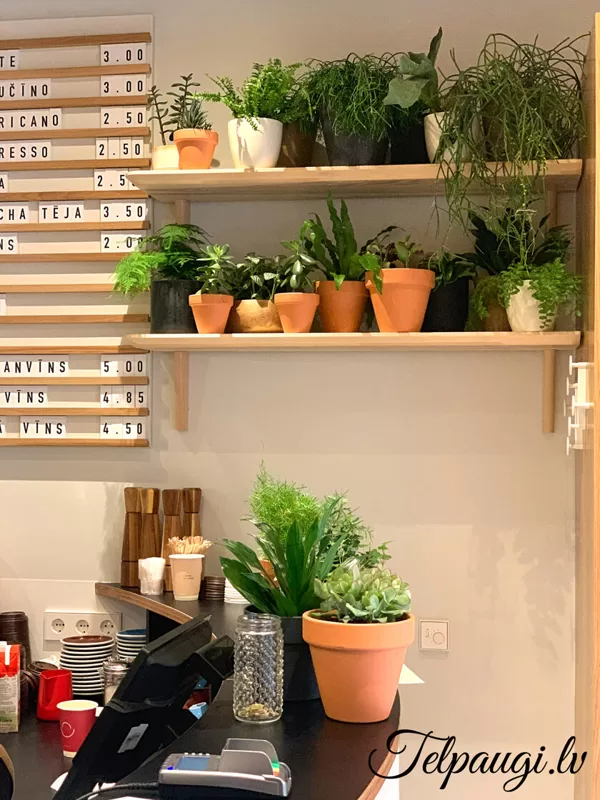 Small plants