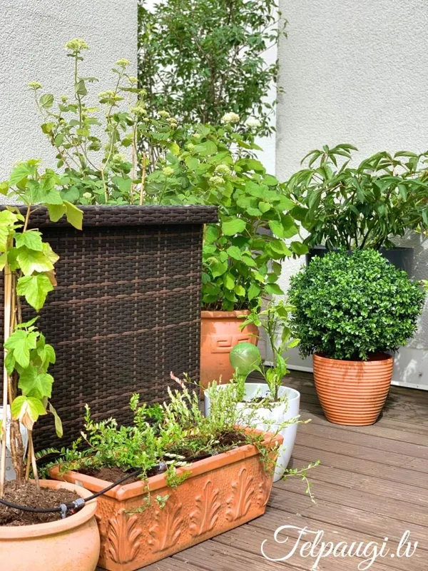 Terrace